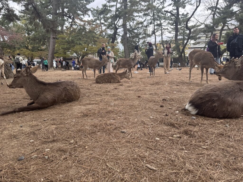 奈良公園の鹿（JUNJUNさんのエッセイ）