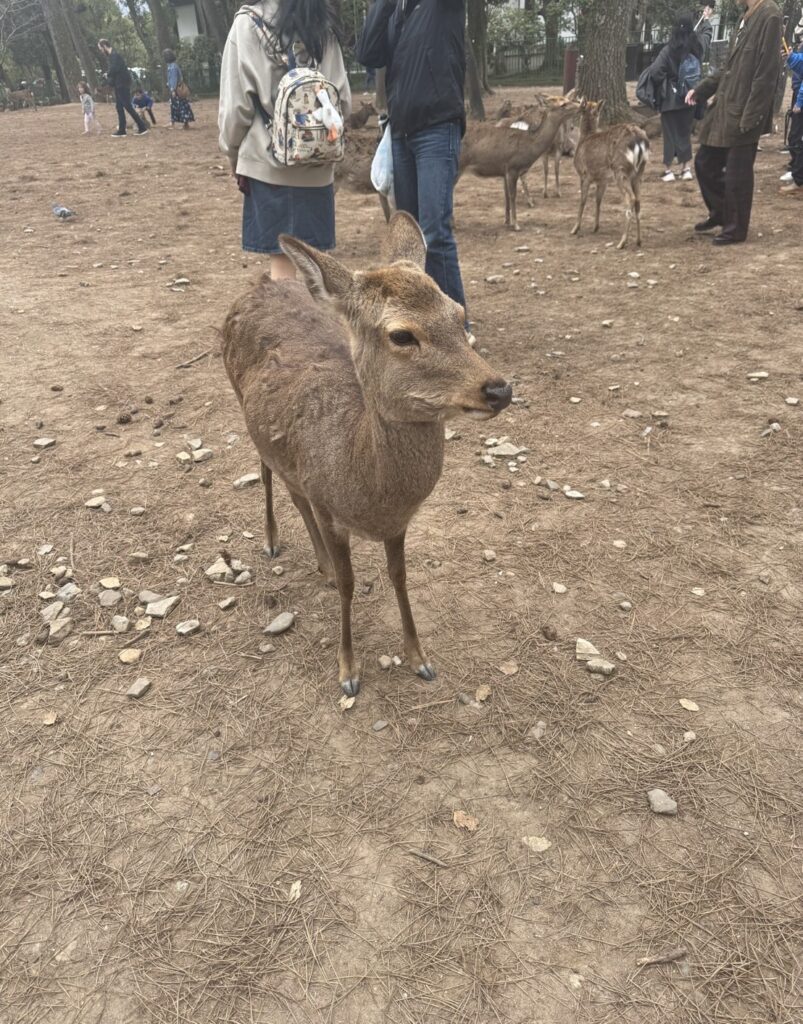 奈良公園の鹿（JUNJUNさんエッセイ）